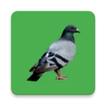 decoy on the field bird android application logo